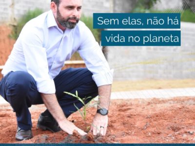 Dia da Árvore: sem elas, não há vida no planeta!