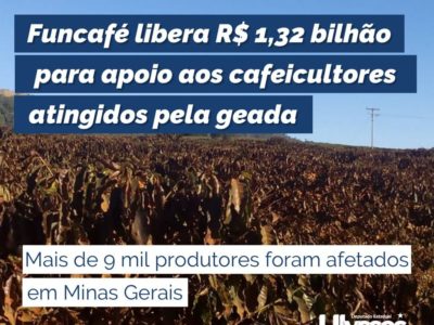 Funcafé libera R$ 1,32 bilhão para apoio aos cafeicultores atingidos pela geada